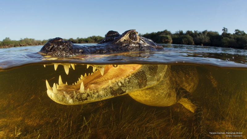 2K, brazil, caiman, Animals, pantanal, yacare