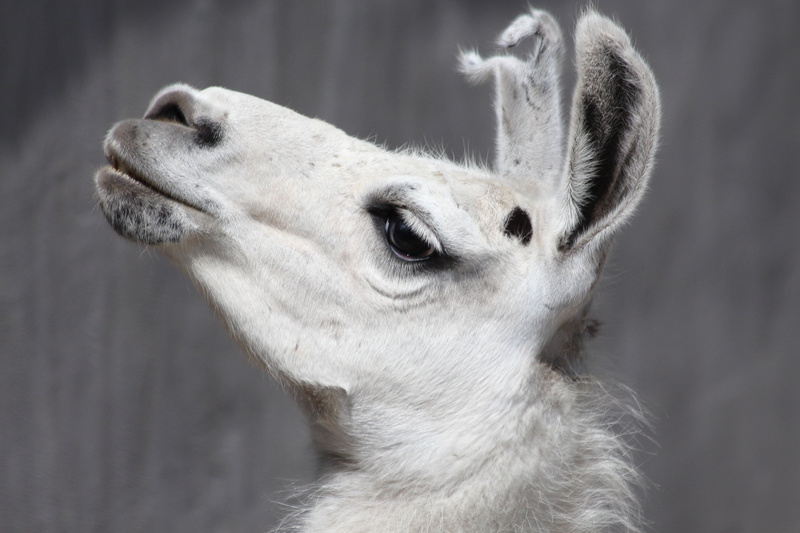 animal head, livestock, profile view, animal themes, 2K, domestic, vertebrate, one animal, pets, animal ear, animal, whisker, looking, close-up, herbivorous