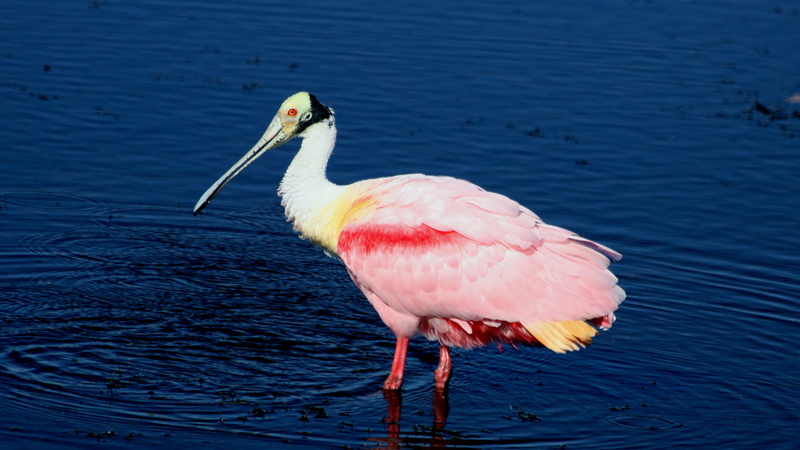 andes, roseate, gulf, nature, beak, 4K, us, central, spoonbill, animal wildlife, florida, coast, close-up, pink color, bird, waterfront, shores, east