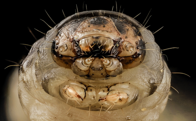 agrotis, close-up, Photography, indoors, pupa, DarkSwordGrass, Species, pupae, still life, larvae, food and drink, northamerica, BlackCutworm, animals in the wild