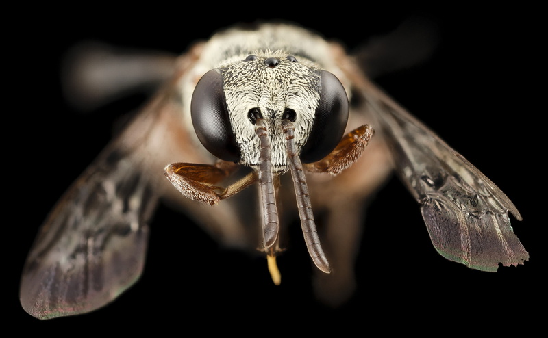 animal wing, Insects, epeolusaustralis, animal wildlife, hymenoptera, macro, sabriebreland, close-up, one animal, bakercounty, bone, Wings, human skeleton