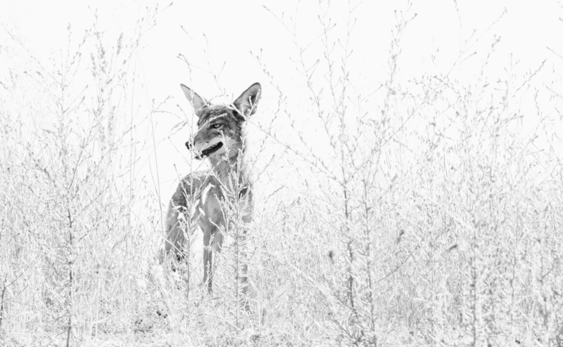 hollywoodunited, no people, unitedstates, white, California, winter, tree, outdoors, canine, Coyote, dog, pets, photography, losangeles, faded, Wild, blackandwhite