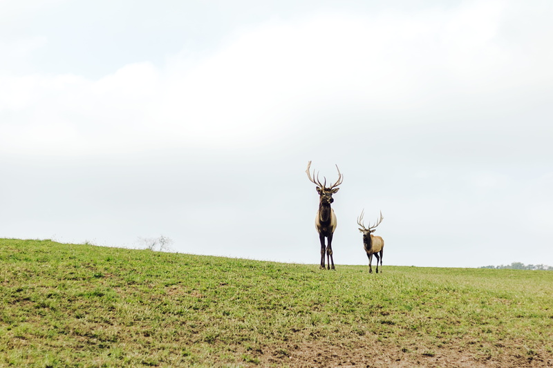 field, plant, mammal, green, scenics - nature, vertebrate, environment, animal wildlife, united states, grass, land, day, elks, pasture, nature, animal themes