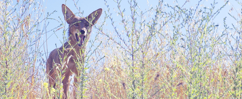 los, Coyote, unitedstates, northamerica, California, hollywoodunited, wildlife, Retro, Animals, losangeles, Nature, griffith, park, Animal, griffithobservatory