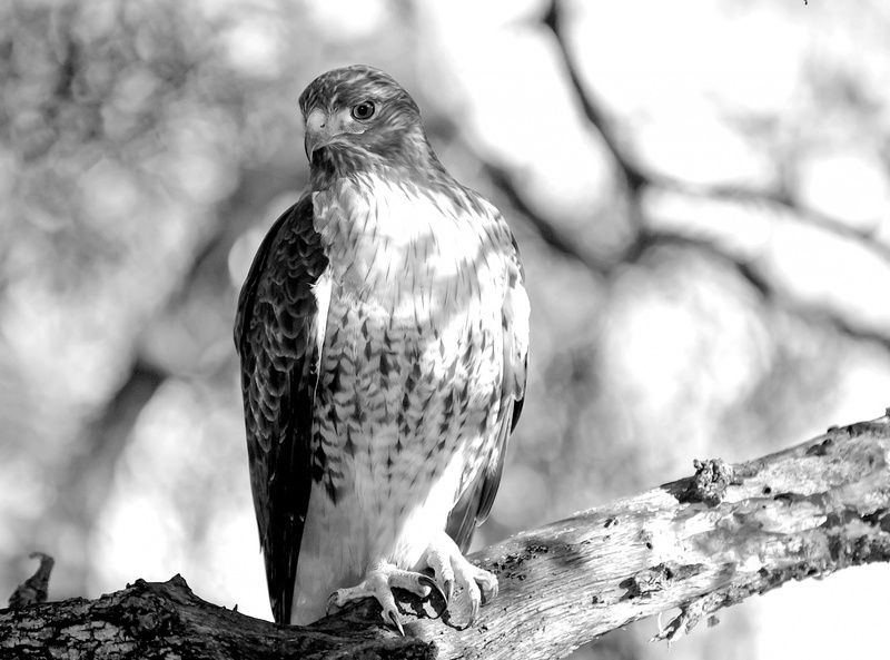 red, fauna, wildlife, Bird, flora, bird of prey, vertebrate, plant, Sitting, one animal, northamerica, hawk - bird, scanning, Branch, close-up, looking