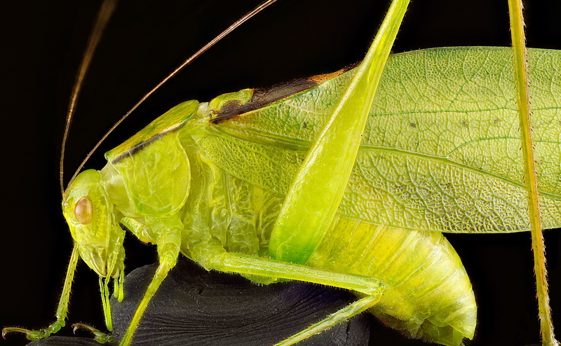 taxonomy, animal themes, close-up, animals in the wild, northamerica, 4K, uppermarlboro, Photography, Insects, green color, Green, oblong, growth, plant