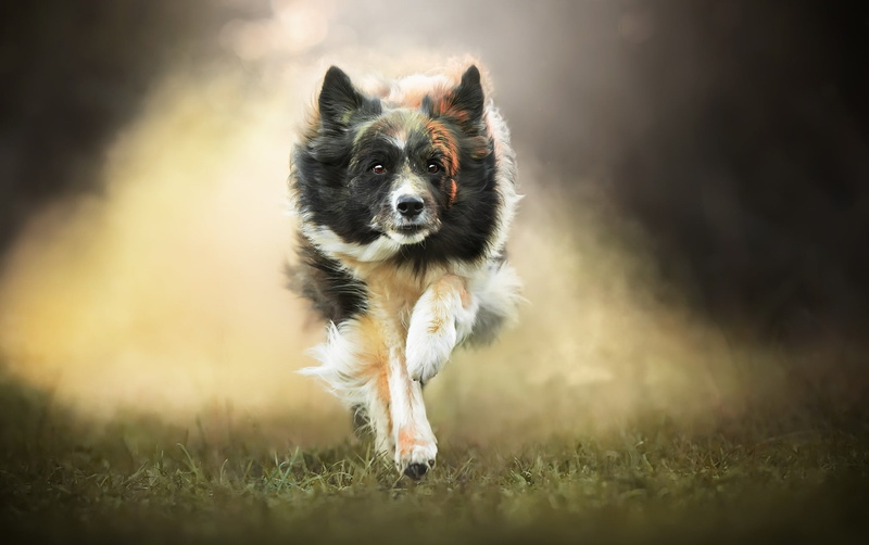 one animal, animal themes, mammal, running, domestic animals, border collie, day, outdoors, canine, 1080P, land, vertebrate, pets, motion, animals, nature