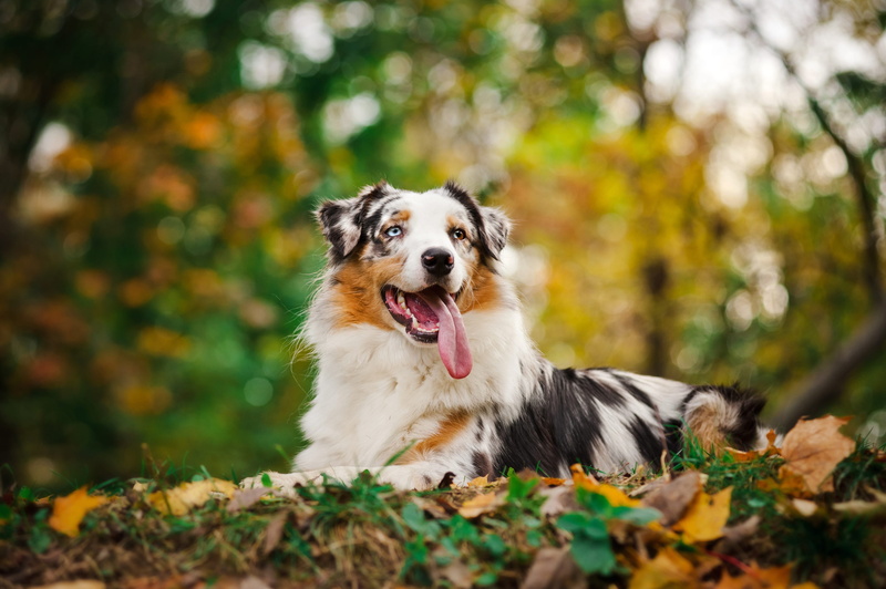 nature, animal themes, pets, leaf, change, plant part, forest, outdoors, border collie, 4K, tree, day, land, mammal, autumn, vertebrate, mouth open, dog