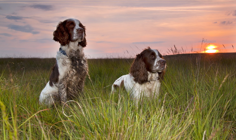 one animal, vertebrate, cloud - sky, nature, sky, canine, spaniels, dog, no people, grass, land, plant, pets, field, animal themes, border collie, domestic