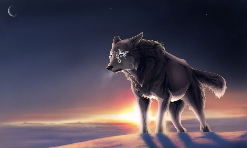 sky, canine, border collie, Moon, nature, vertebrate, dog, domestic animals, cloud - sky, mammal, beauty in nature, sunset, motion, land, wolf, standing