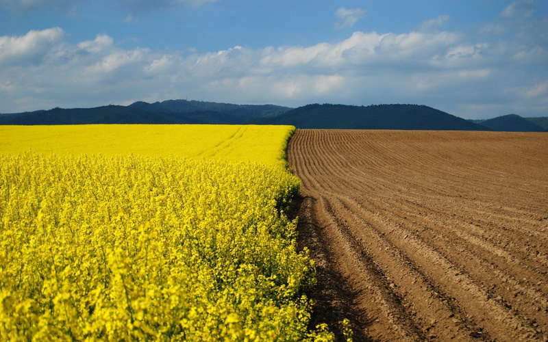 seed, 1080P, summer, europe, harvesting, growth, beauty In Nature, sky, farm, hill, day, season, springtime, flowers, border, yellow, outdoors, agriculture
