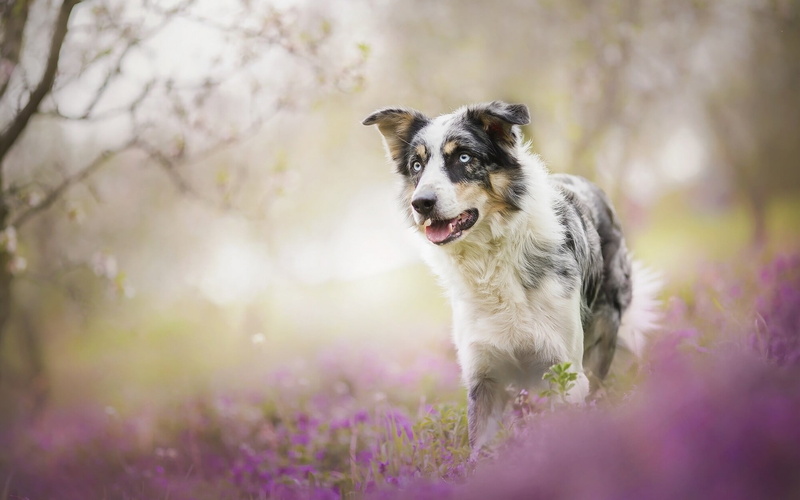 purple flowers, dog, mammal, flowers, tree, domestic animals, mouth open, flowering plant, animal themes, plant, canine, domestic, land, panting, field
