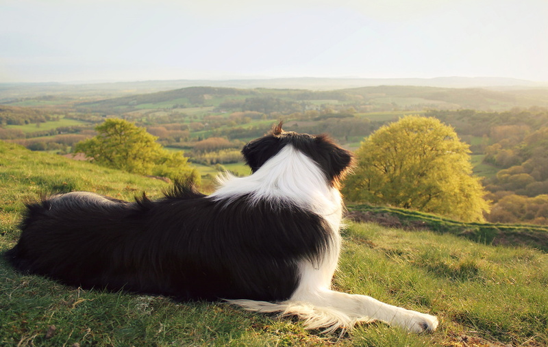 sky, animals, green color, animal themes, grass, land, vertebrate, domestic animals, pets, border collie, day, no people, domestic, mammal, 1080P, herbivorous