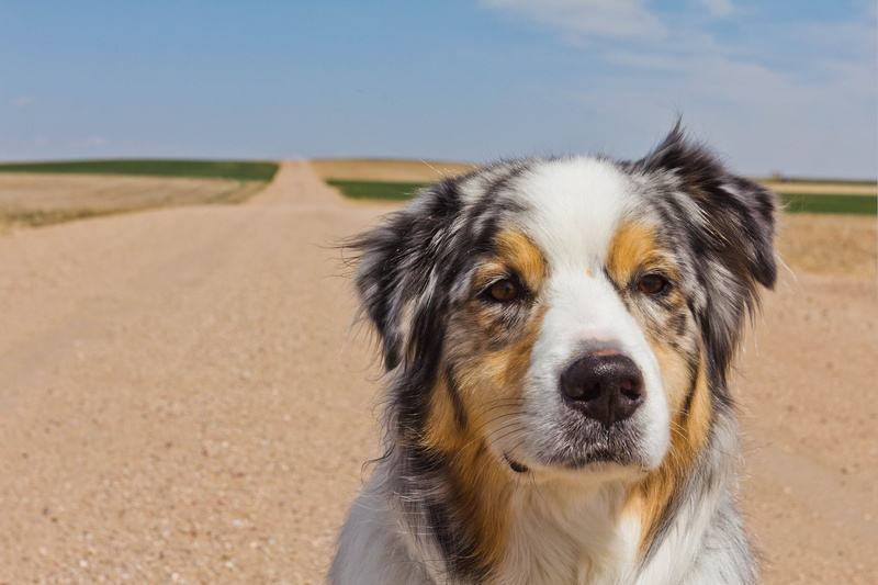 snout, dog, domestic, animal body part, animal themes, looking at camera, mammal, 1080P, portrait, canine, land, vertebrate, border collie, animal head