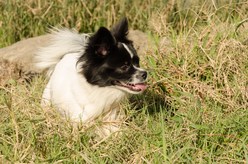 land, pets, one animal, plant, domestic animals, dog, animal head, vertebrate, animal themes, field, mammal, grass, green color, canine, no people, outdoors