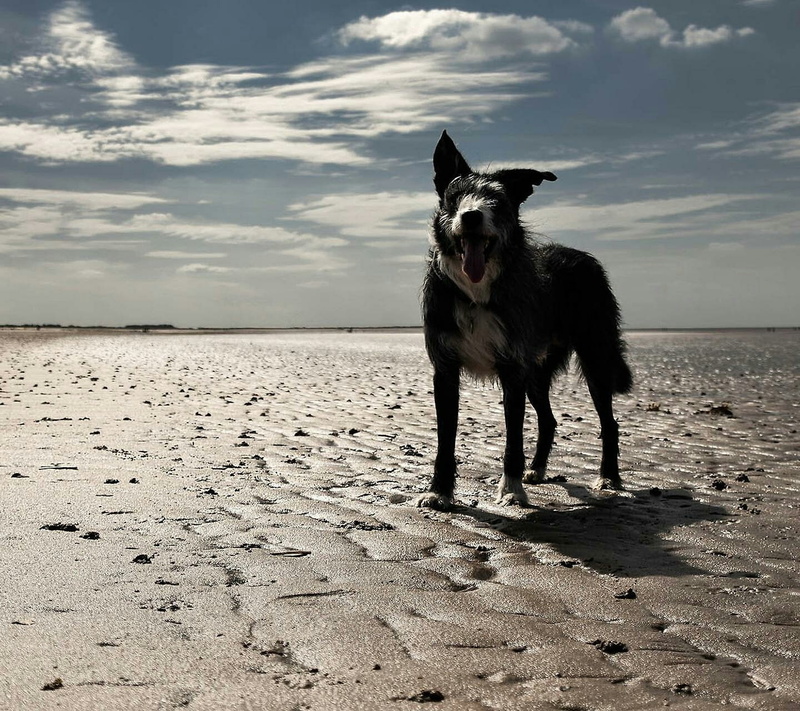 mammal, dog, animal, domestic animals, sky, mouth, pets, canine, no people, outdoors, vertebrate, domestic, border collie, sea, animals, animal themes