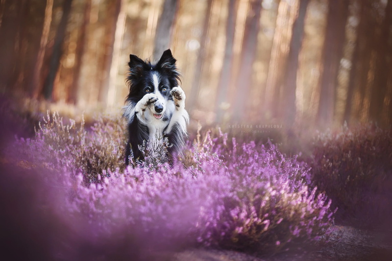 outdoors, domestic, flowering plant, animal, looking at camera, plant, no people, mammal, beauty in nature, dog, pets, border collie, 1080P, flower, land