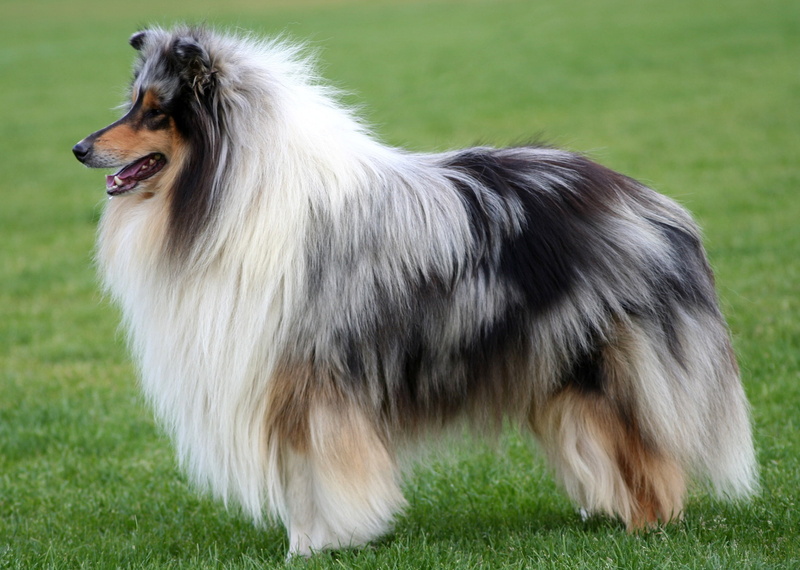 coated, animal themes, vertebrate, mammal, no People, pets, animal Hair, shetland Islands, collie, shetland Sheepdog, long, dog, day, sheepdog, canine
