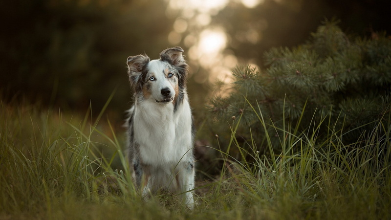 portrait, no people, day, animal, mammal, domestic animals, one animal, field, selective focus, animal themes, canine, border collie, looking at camera