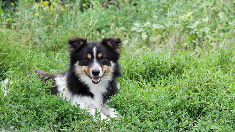 animal, canine, green color, mammal, domestic, land, dog, pets, plant, field, grass, animal themes, australian shepherd dog image, looking at camera, 8K