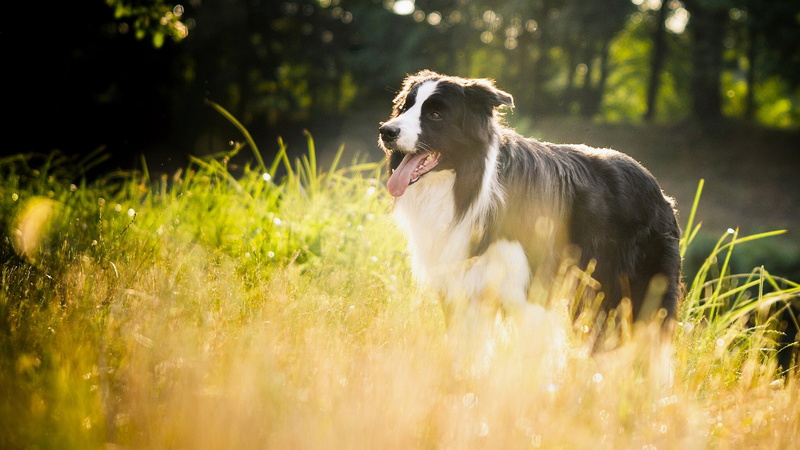 field, animal, forest, panting, nature, domestic animals, canine, domestic, looking, border collie, selective focus, border collie dog picture, pets, grass