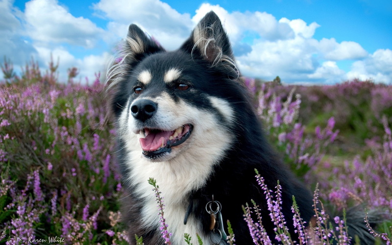 flower, meadow, young Animal, collie, fur, outdoors, spotted, animal, plant, panting, beautiful, grass, border Collie, animal head, day, blue, animal Tongue