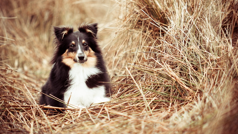 canine, no people, animal themes, one animal, portrait, pets, nature, mammal, vertebrate, waiting, domestic, selective focus, looking, cute shetland sheepdog picture dog