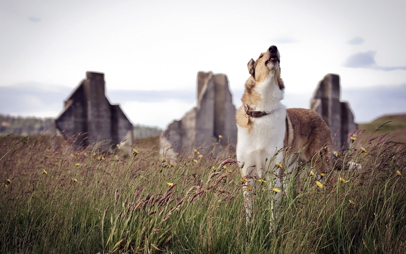 dog, white, sled Dog, animal, meadow, nature, architecture, looking, young Animal, domestic Animals, brown, field, purebred Dog, mountain, domestic, sky
