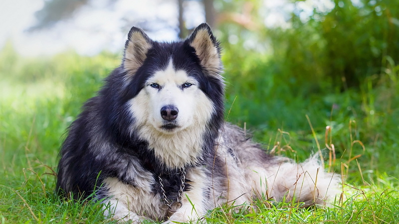 domestic, purebred dog, border collie, domestic animals, grass, field, one animal, day, portrait, outdoors, animal themes, beautiful husky picture, looking at camera