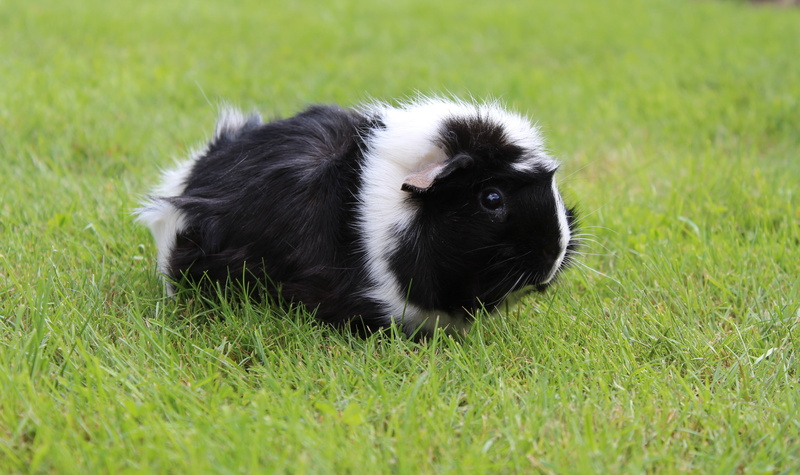 white, domestic animals, shaggy, black color, animal themes, canine, land, dog, pets, guinea, guinea pig, pig, animal, vertebrate, domestic, 4K, selective focus