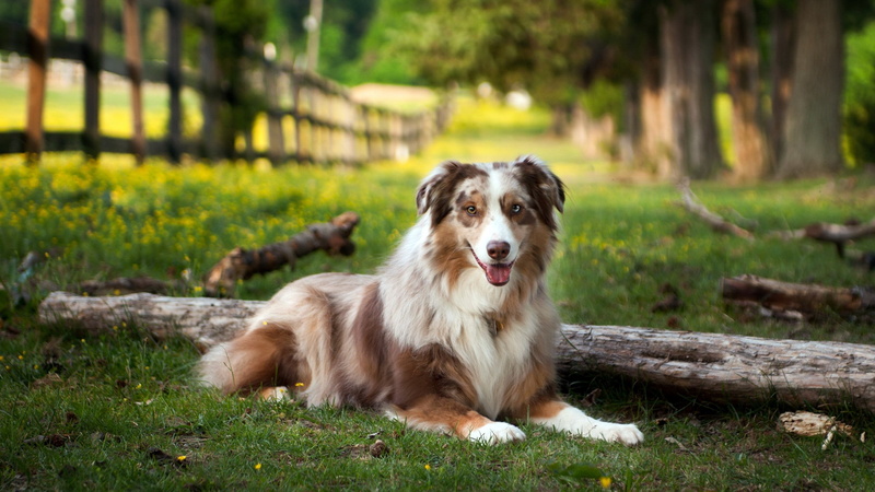 animal themes, outdoors, one animal, relaxation, animal, plant, land, nature, domestic, no people, focus on foreground, panting, portrait, domestic animals