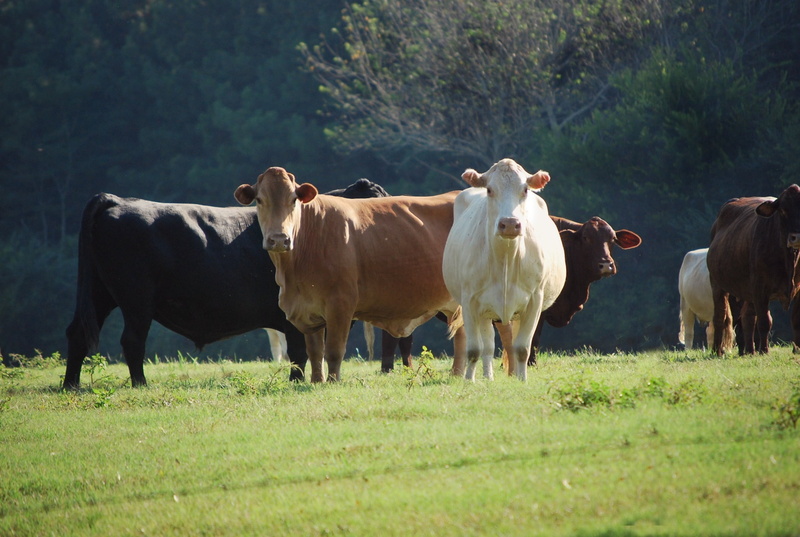 vertebrate, rural Scene, pasture, green Color, summer, group of animals, farming, field, photo, animals, food, mammal, cattle, farmer, meadow, nature, cow
