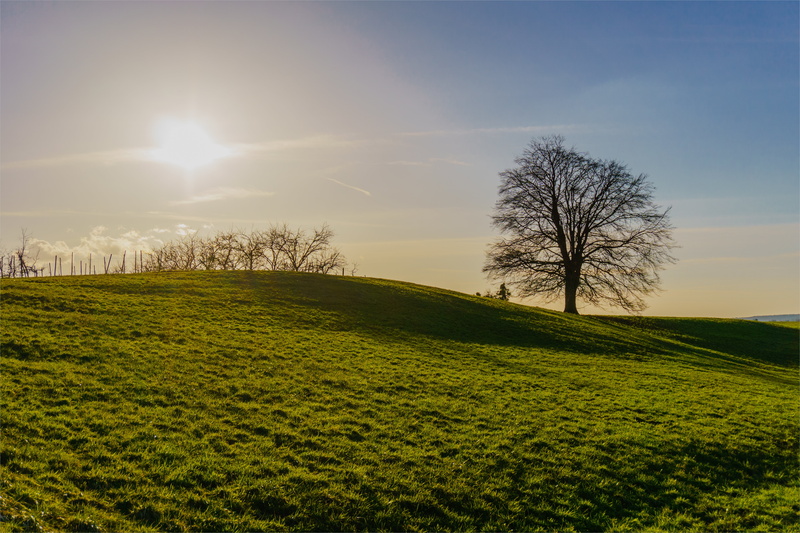 field, 5K, sunset  tree, trees, sunset, grasses, Explore, Baum, green, outdoors, Weinberg, grass, nature, landscape, Beyond the Horizon, vineyard, sky