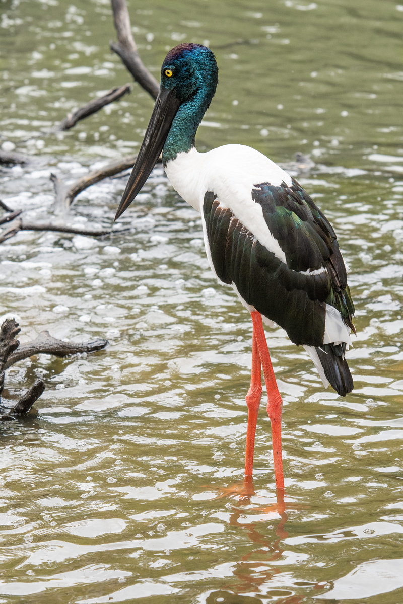 outback, one animal, animal wildlife, wildlife, focus on foreground, 4K, lake, queensland, waterfront, animals in the wild, water, vertebrate, perching
