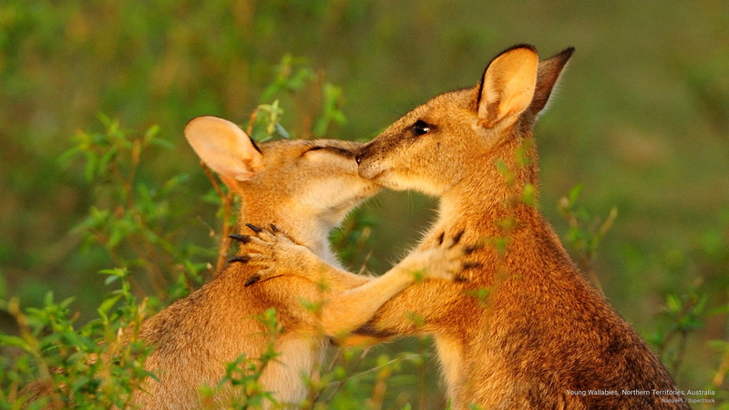 wallabies, Animals, australia, territories, 2K, young, northern