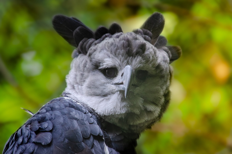 bird, animal body part, funny, looking, vertebrate, central america, raptor, 4K, day, one animal, feather, grey, animal eye, south america, looking away