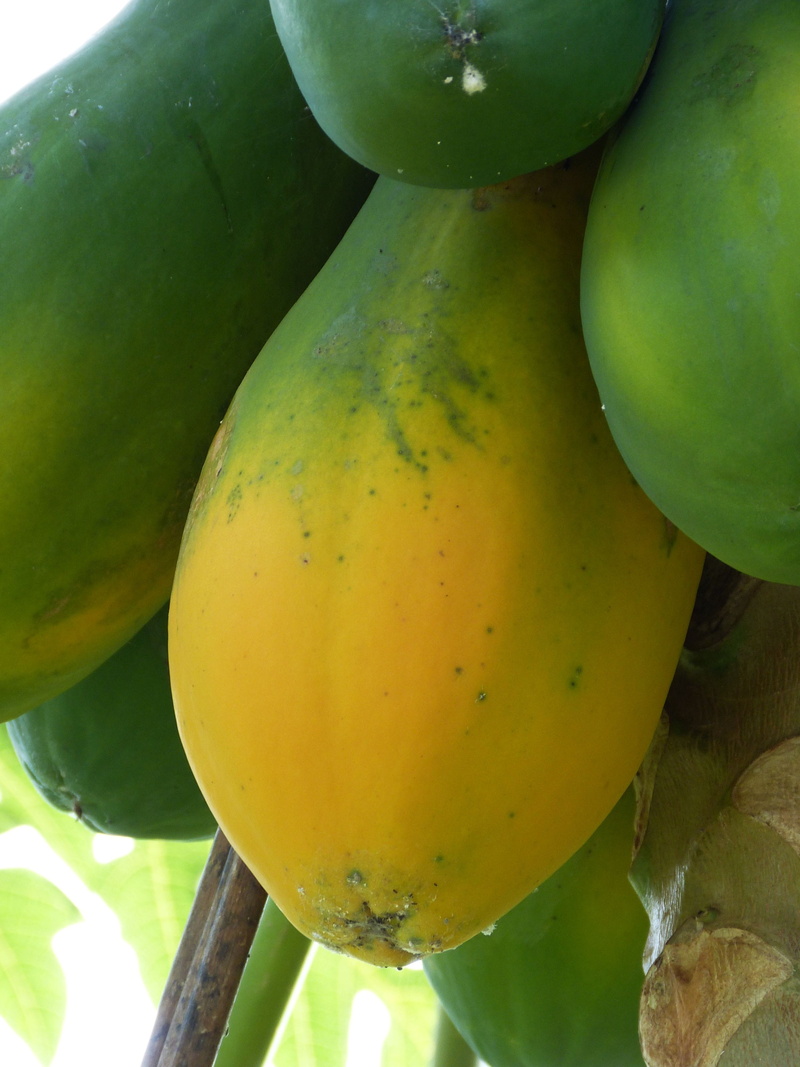 central america, Tropical, no people, food, wellbeing, Papaya, day, outdoors, still life, freshness, banana, growth, fruit, costa rica, plant, tropical fruit