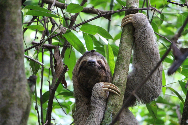 animals in the wild, no people, nature, monkey, tree, leaf, jungle, photography, herbivorous, 5K, animal head, central america, day, costa rica, plant