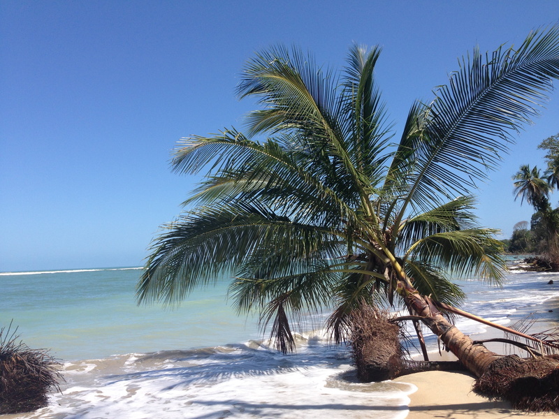 tree, no people, sky, scenics - nature, clear sky, beach, pura vida, palm, tranquility, growth, fallen, water, vacations, jungle, central america, island