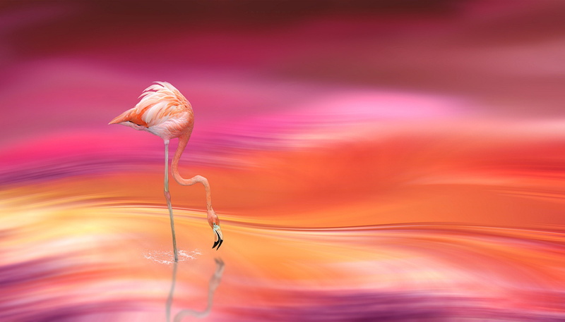 surreal, colorful, no people, wallpapper, flamingo, tranquility, pink color, surrealism, artwork, copy space, art, vibrant color, lines, animal themes