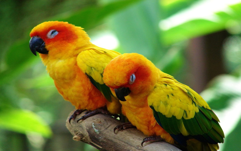 outdoors, group of animals, wallpapper, close-up, animal wildlife, perching, animal, tree, multi colored, no people, branch, vertebrate, parot, animals in the wild