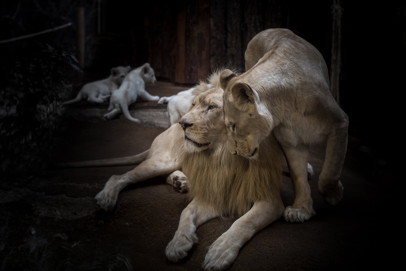 portrait, day, photo, togetherness, lion cub, big cat, animal, lion, nature, vertebrate, halloween, wallpapper, mane, female animal, relaxation, no people