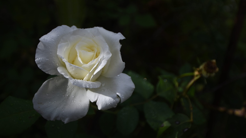 white, freshness, light, inflorescence, 5K, rose, vulnerability, no people, focus on foreground, summer, roses, nature, outdoors, rose - flower, close-up
