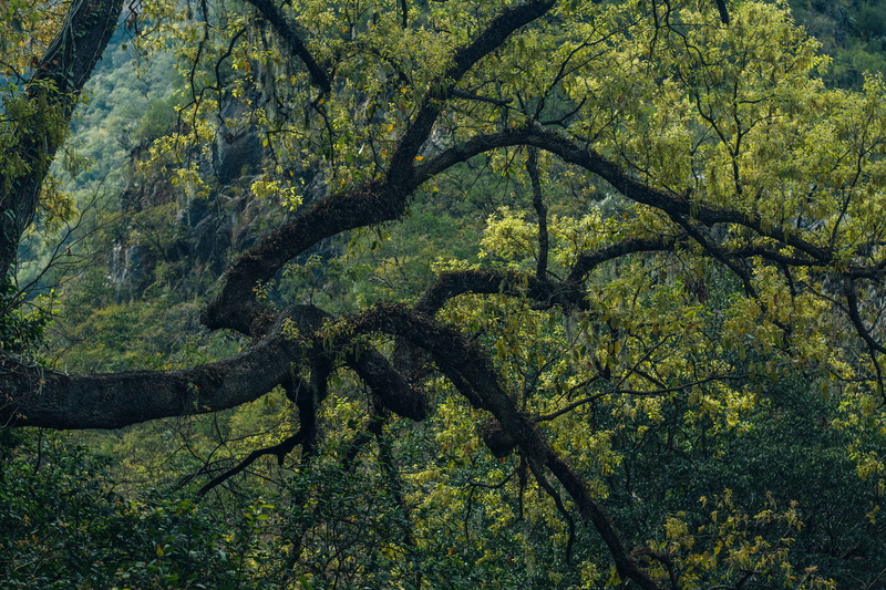 tree, tree canopy, 5K, trees, nature, beauty in nature, tranquil scene, forest, mexico, outdoors, green, cascada cola de caballo, sunlight, green color