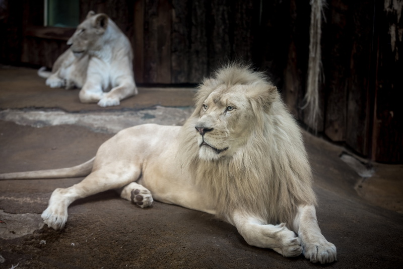 animal themes, male, feline, animals in the wild, relaxation, mane, vertebrate, wallpapper, lying down, looking away, lion, 5K, surface, lion - feline