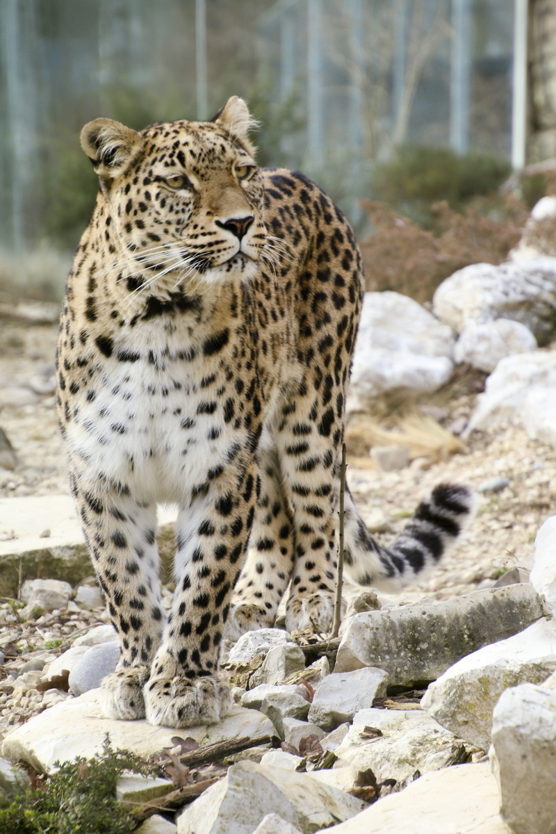 carnivora, rocky, one animal, rock, mieze, expression, face, solid, surface, persian leopard, wallpapper, elegant, animal wildlife, day, vertebrate, cat