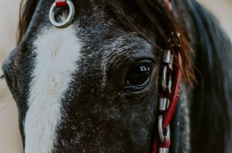pets, rein, animal themes, canine, dog, animal nose, animal eye, animal, animal head, portrait, blaze, pony, 4K, day, no people, wallpapper, domestic animals