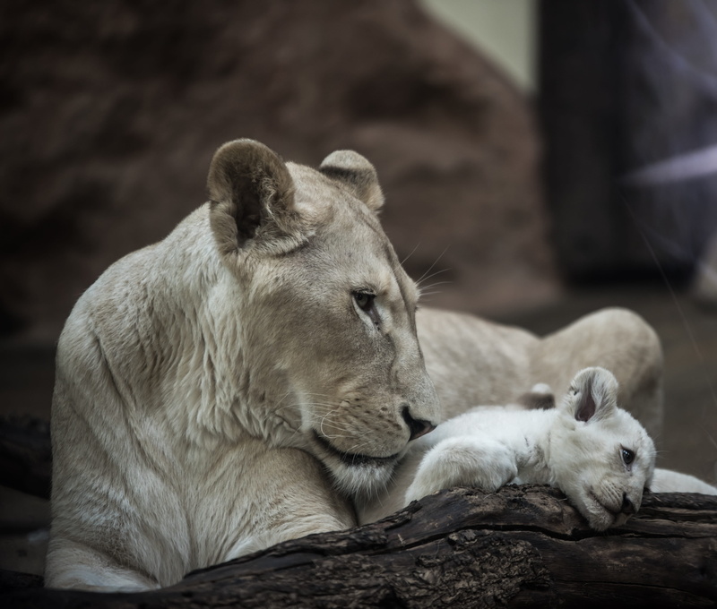 portrait, predator, focus on foreground, white lion, cat, sweet, animal themes, domestic animals, female, graceful, gray, lion cub, outdoors, cub, relaxation