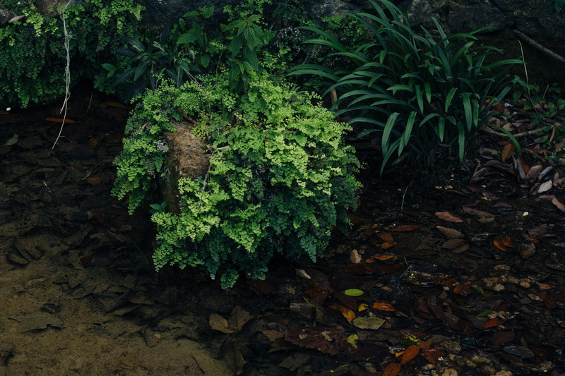 trees, cola de caballo, 5K, mexico, outdoors, green, beauty in nature, falls, close-up, tree, plant, leaf, no people, high angle view, santiago, field