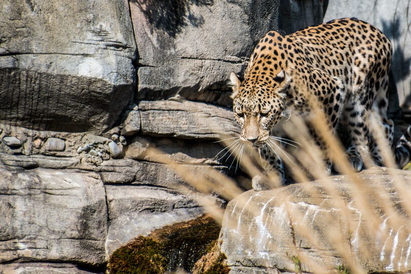 no people, animals in the wild, big cat, zoo, feline, mammal, sneak, vertebrate, 4K, leopard, Portrait, Persian Leopard, expression, cheetah, spotted